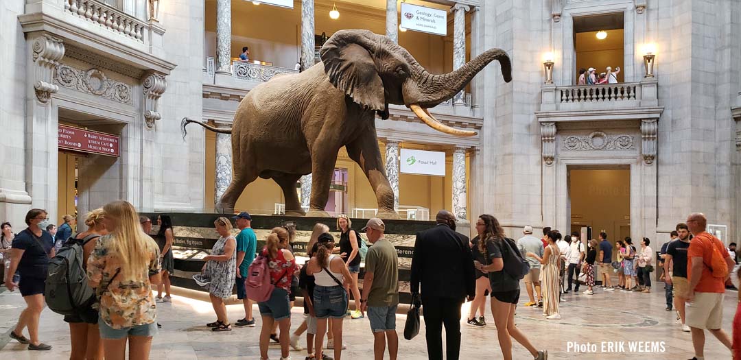 The elephant in the main hall at the Natural History Museum The elephant in the main hall at the Natural History Museum