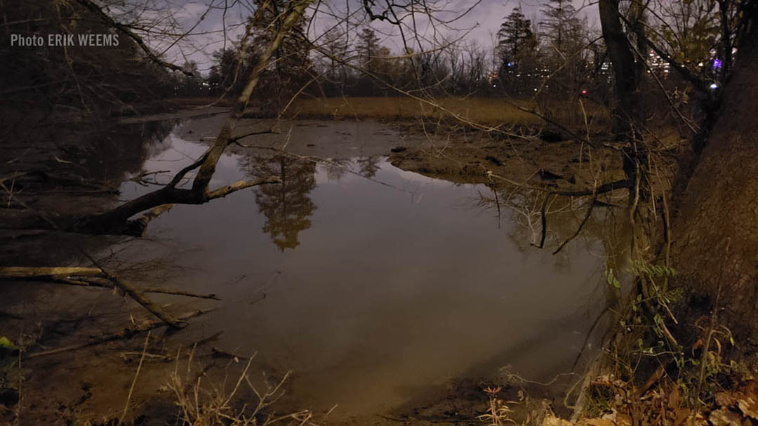 Swampy marsh on Theodore Roosevelt Island