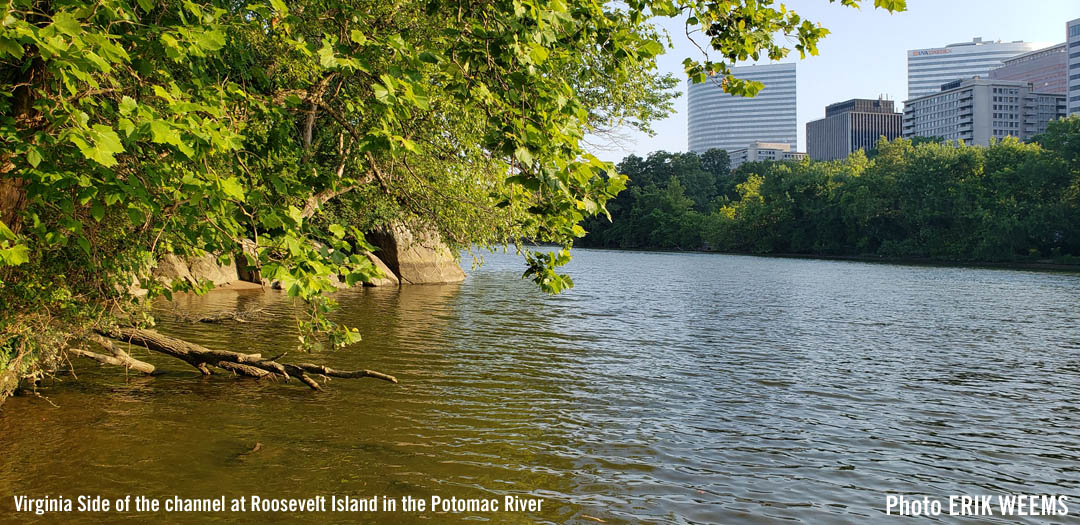 Virginia side of the Roosevelt Island facing Arlington