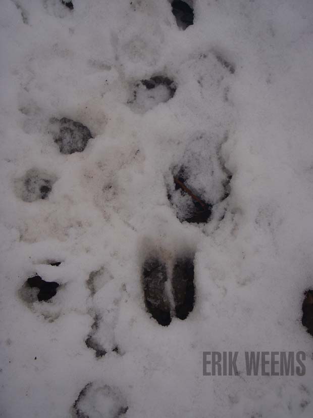 ANimal Tracks in teh Snow Washington DC
