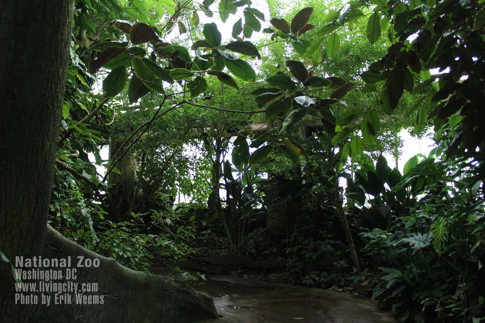 National Zoo Rain Forest Plants