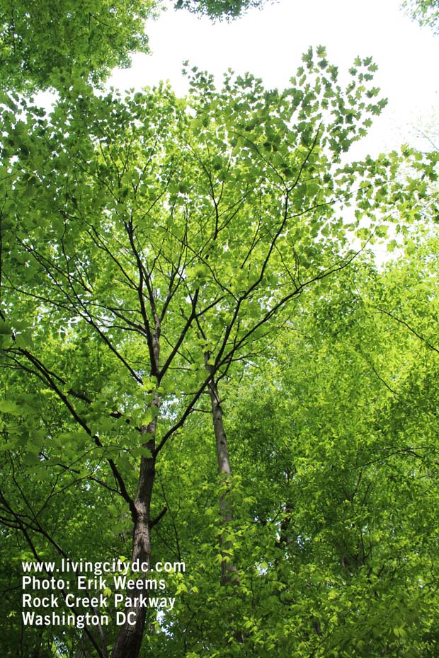 Rock Creek Parkway - Washingotn DC Spring 2017