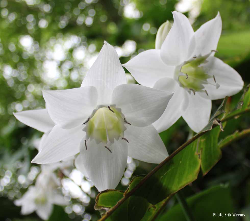 Amazonia