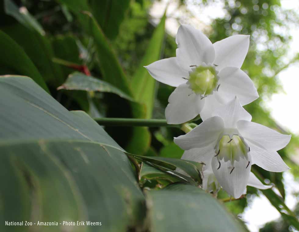 Amazonia FLower