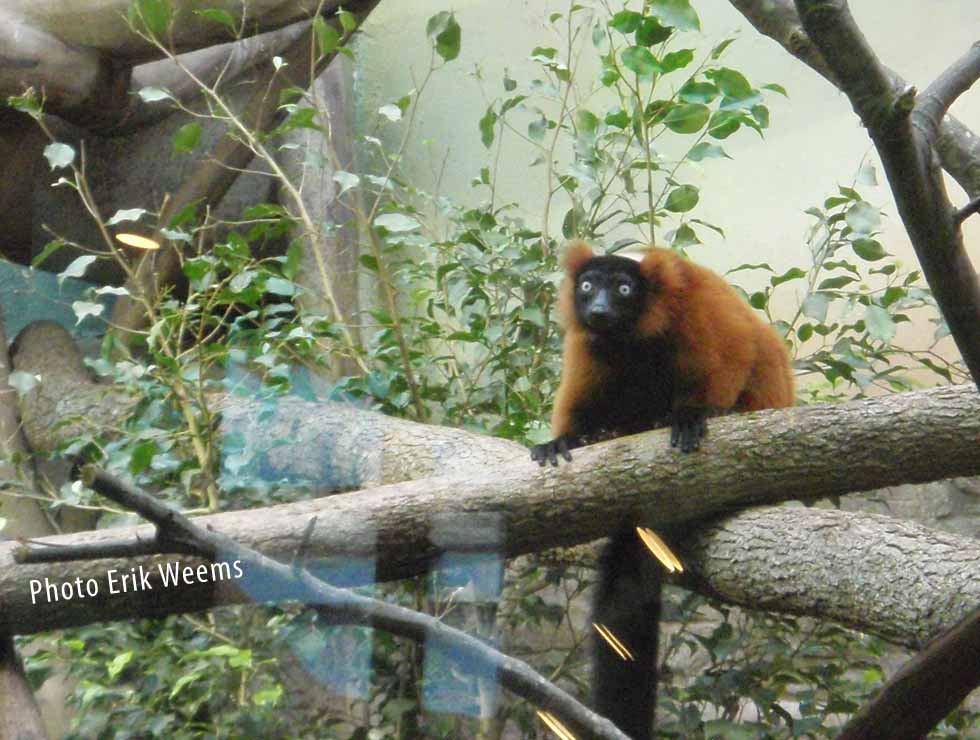 National Zoo Live Animal