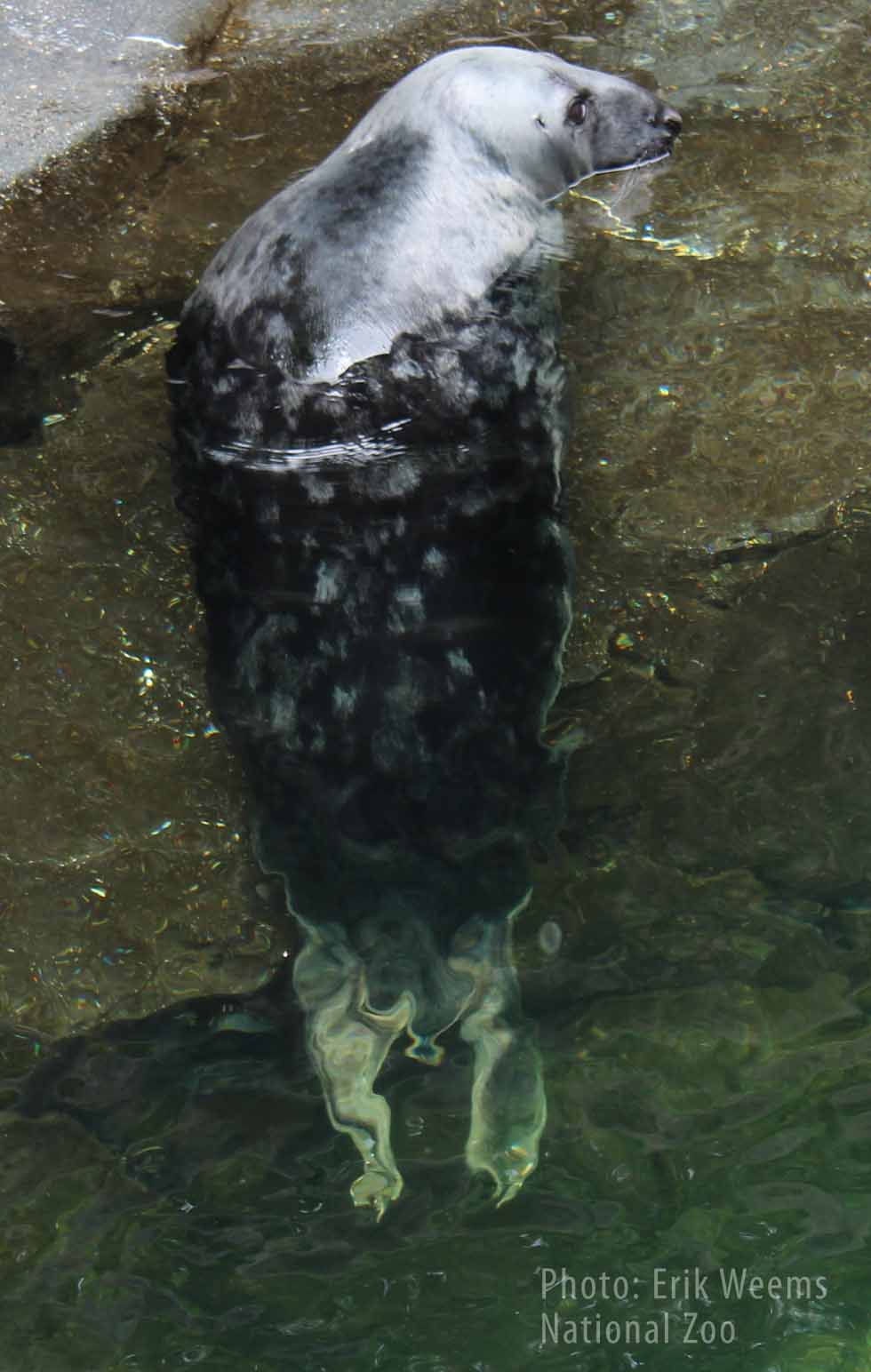 Otter National Zoo
