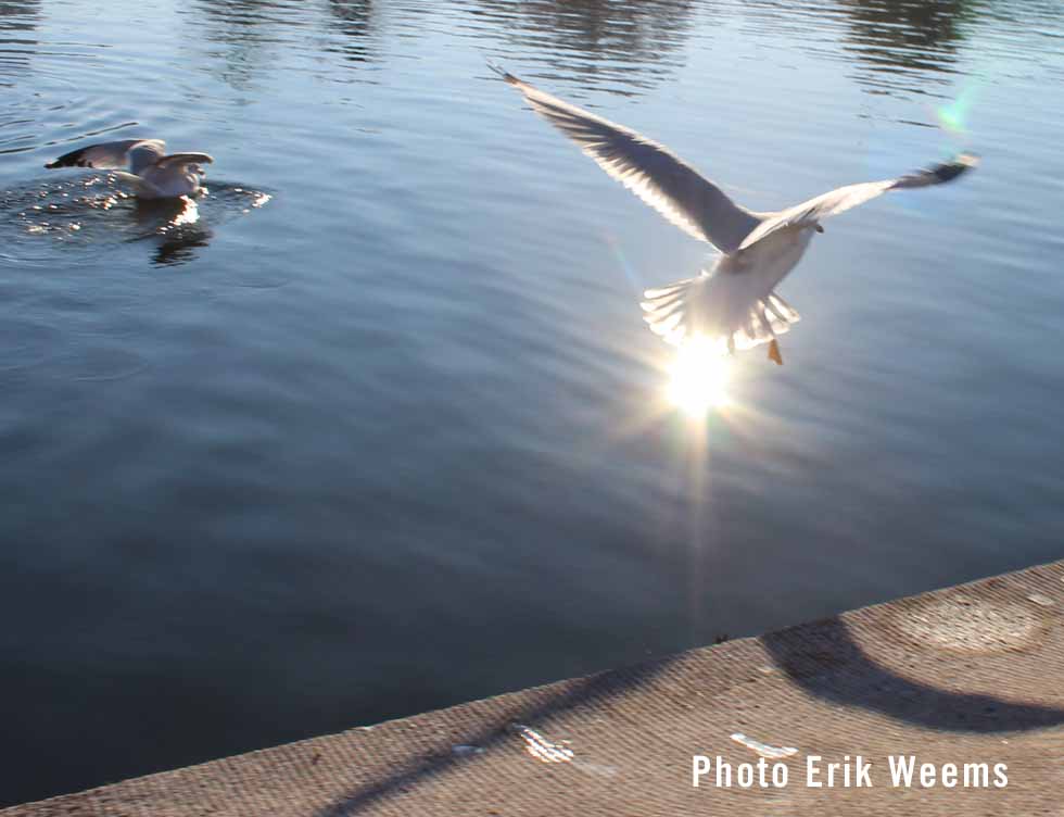 Seagulls Washington DC