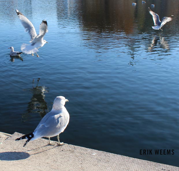 Gulls Washington DC