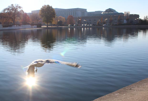 Reflecting Pool - Seagull