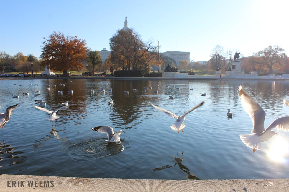 Seagulls Launch into air