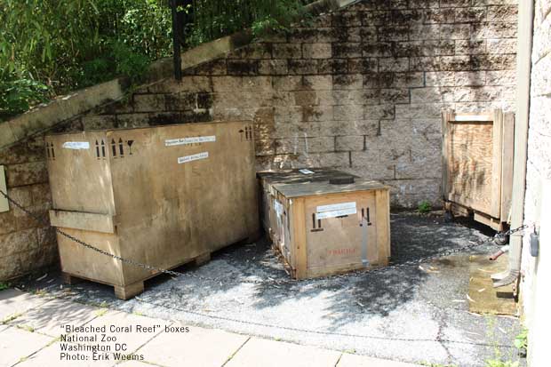 Bleached Coral Reef Boxes National Zoo