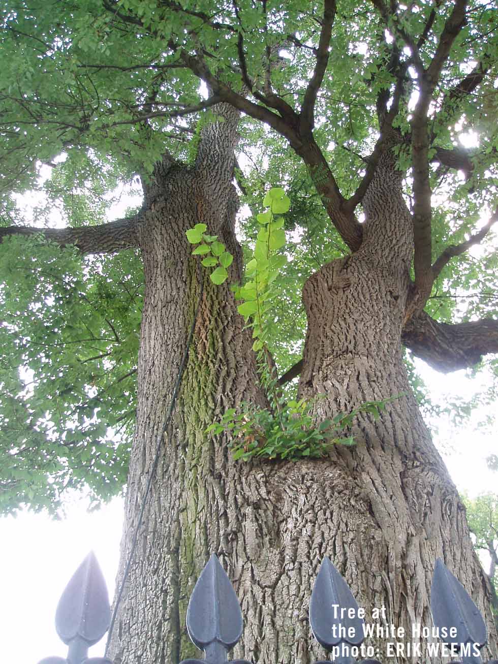 White House tree - Washington DC