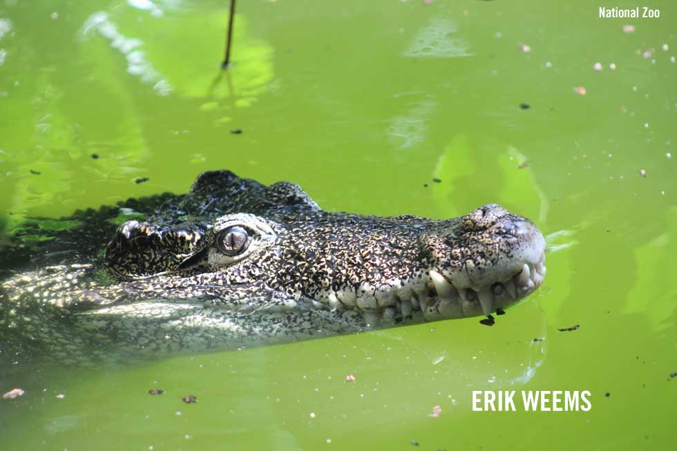National Zoo Washington DC Erik Weems