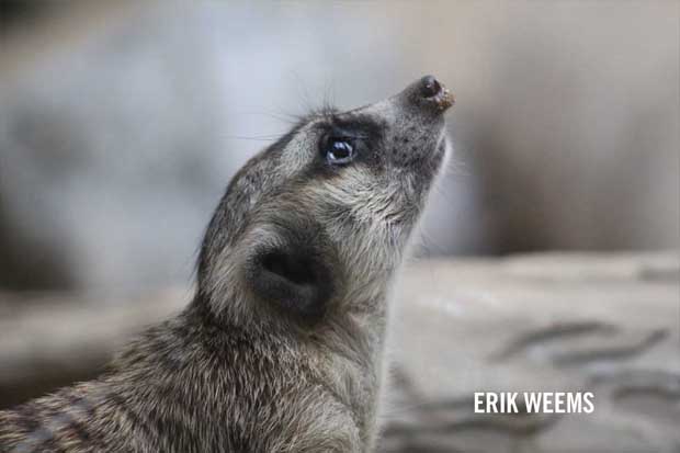 National Zoo Washington DC Erik Weems