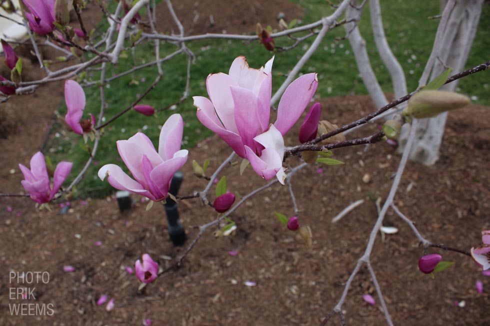 Blooming Flowers Washington DC