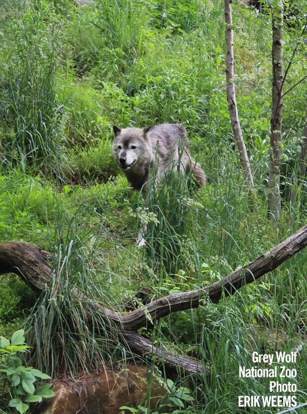Grey Wolf at the National Zoo