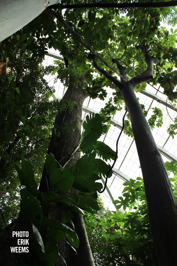 Tropical Tree at the National Zoo