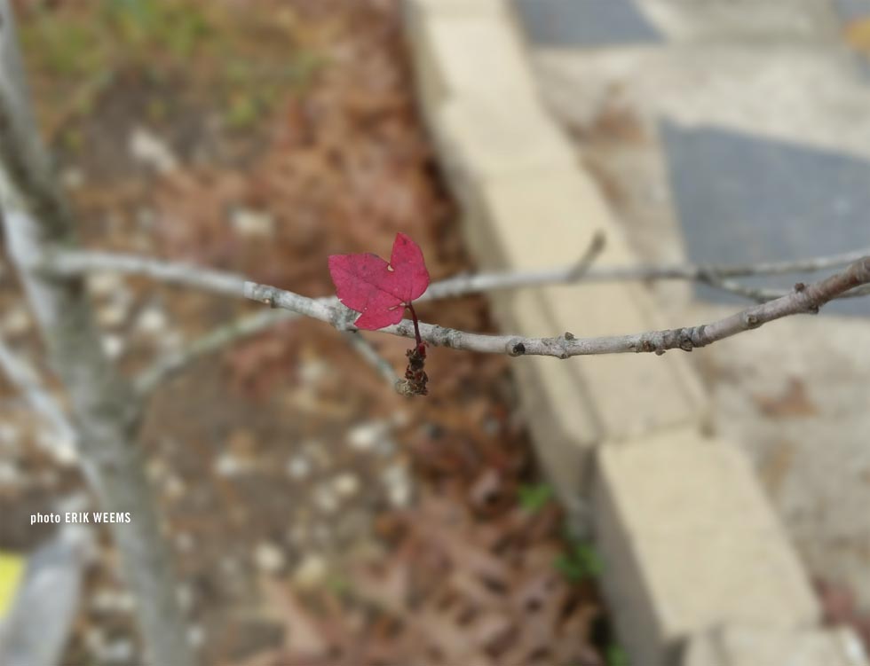 Lone Red Leaf