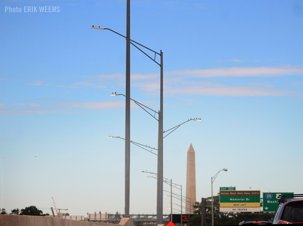 Birds and the Washington Monument