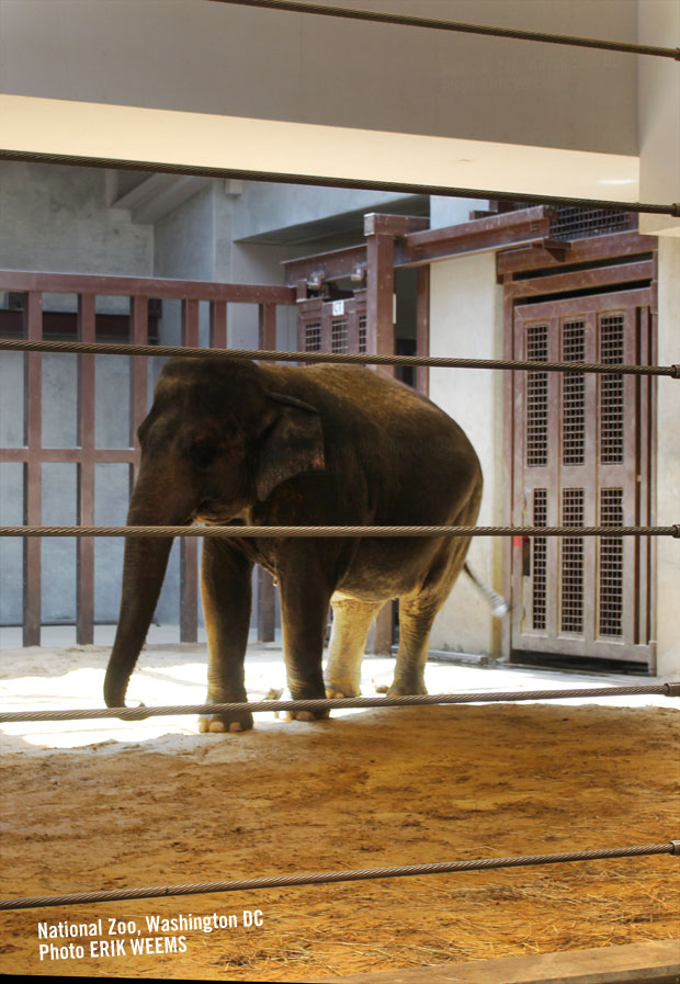 Elephant at the National Zoo