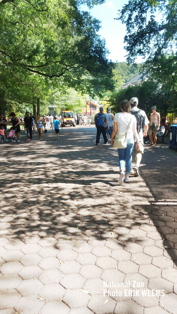 Pedestrian walkway at the National Zoo