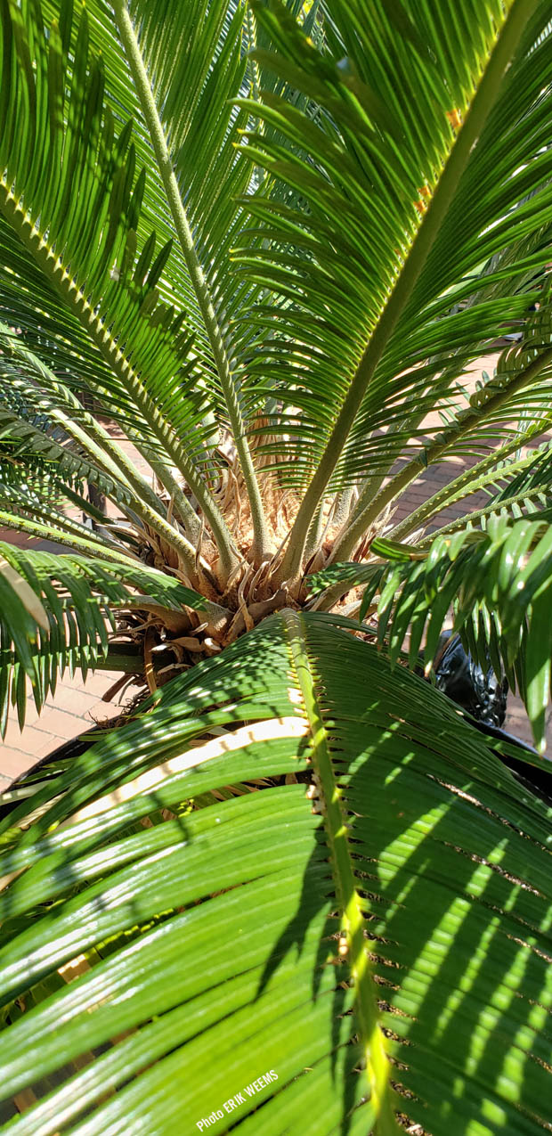 Palm at the Enid A. Haupt Garden at the Smithsonian Castle Palm at the Enid A. Haupt Garden at the Smithsonian Castle